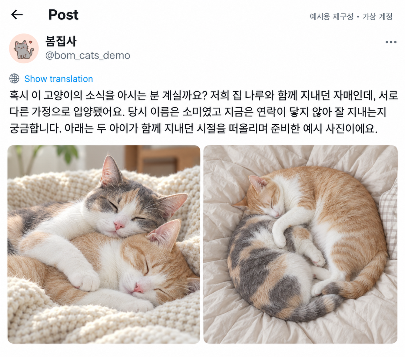 서로 다른 가정으로 입양된 자매 고양이의 소식을 찾는 게시글
